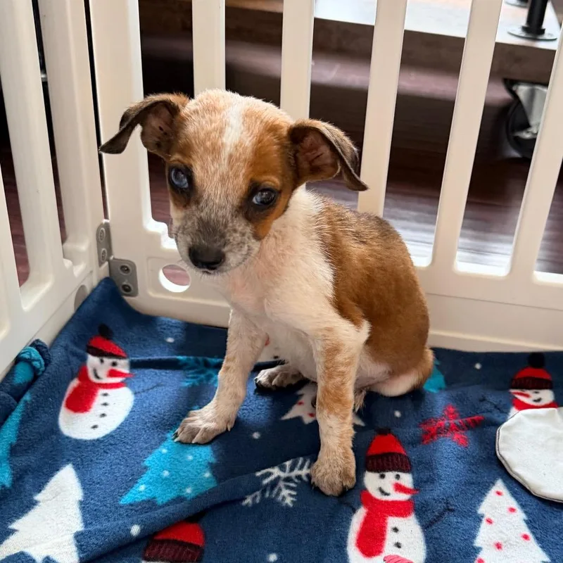 A baby medium-sized female White / Cream Beagle dog named Waffle for adoption in Saint John, IN