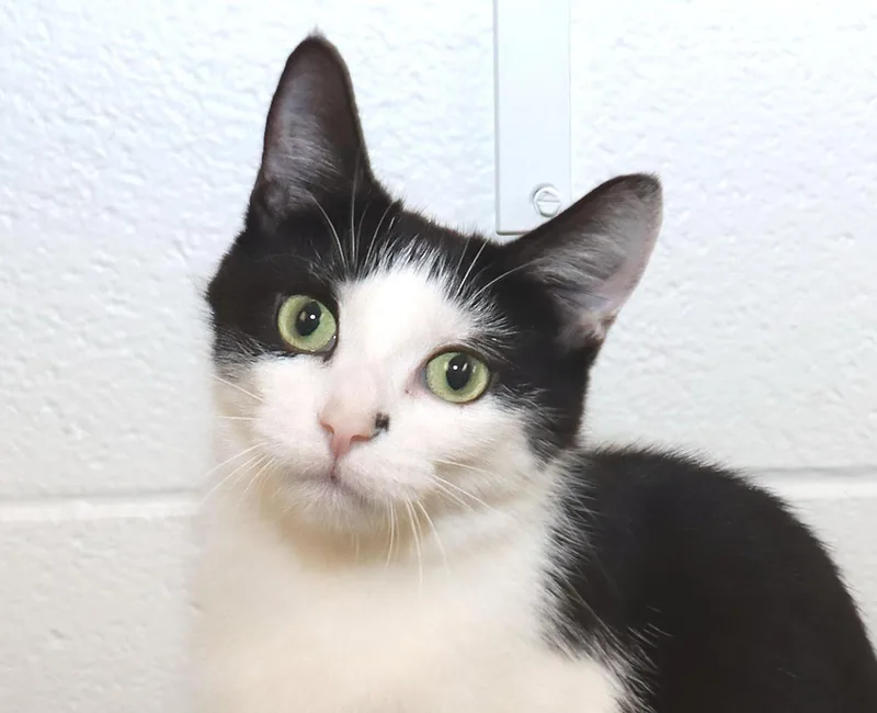 A young medium-sized female Black & White / Tuxedo Domestic Short Hair cat named Marti for adoption in Euclid, OH