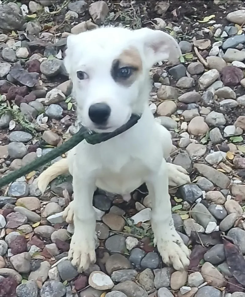 A baby medium-sized male Retriever dog named Chris for adoption in Thompson Falls, MT