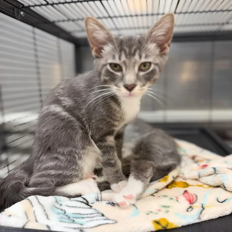 A baby medium-sized male Domestic Short Hair cat named Holden for adoption in Portage, MI