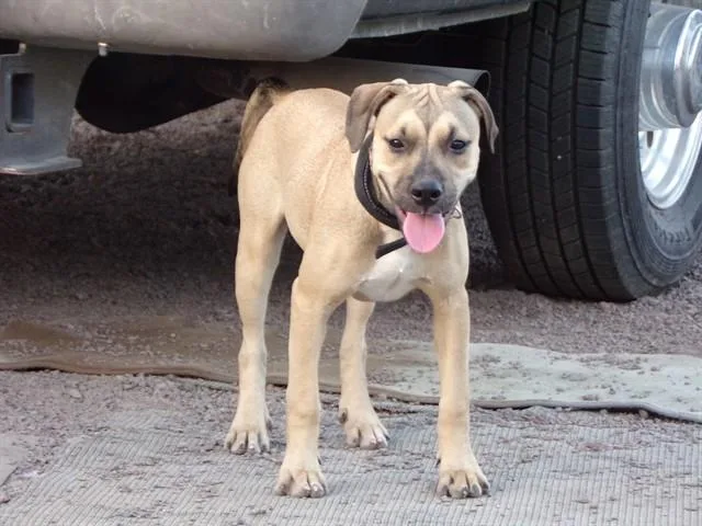 A baby small-sized female Pit Bull Terrier dog named Buffy for adoption in Blythe, CA