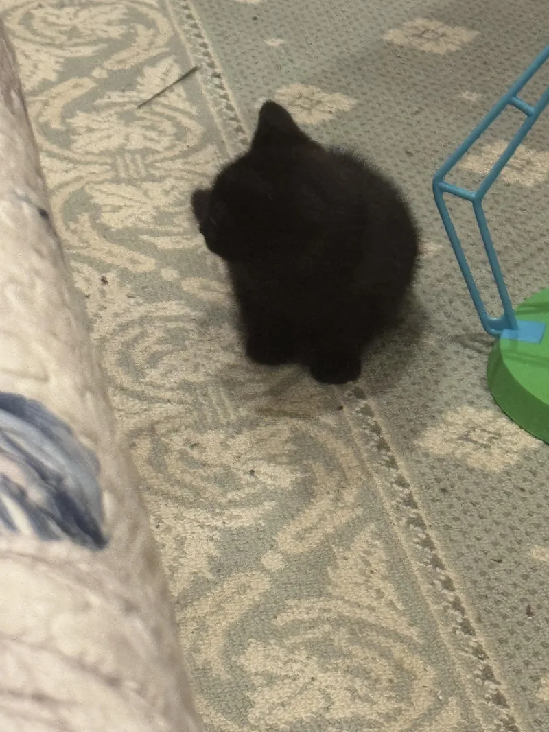 A baby medium-sized female Domestic Medium Hair cat named Daisy for adoption in Brick, NJ