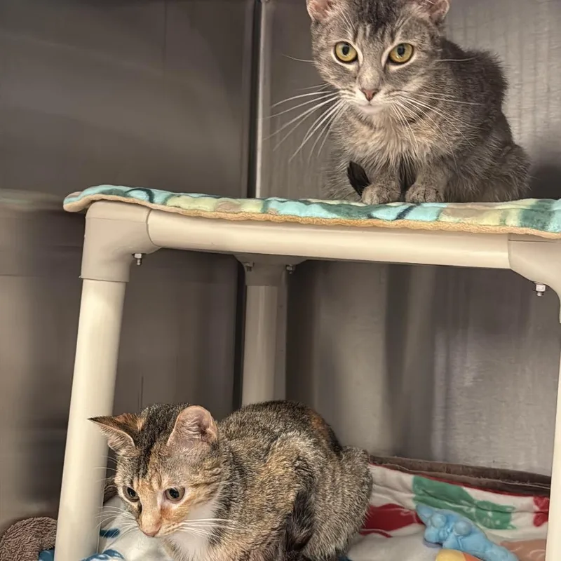 A young medium-sized female Calico Domestic Short Hair cat named Rhapsody for adoption in Evanston, IL