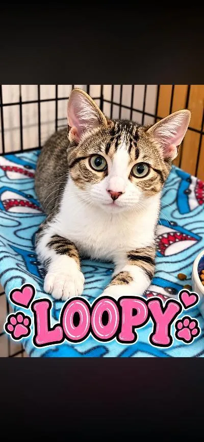 A baby medium-sized female Tabby (Brown / Chocolate) Domestic Short Hair cat named Loopy for adoption in Mokena, IL