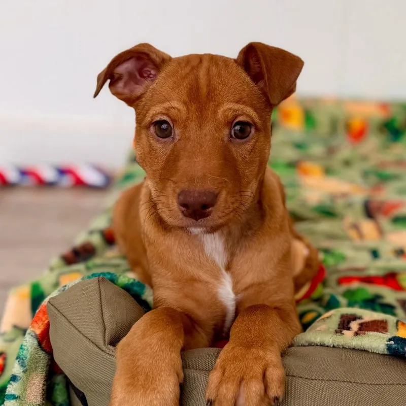 Biscotti