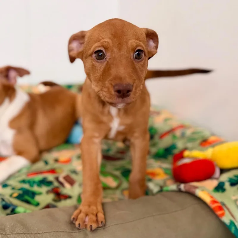 Biscotti thumbnail 6
