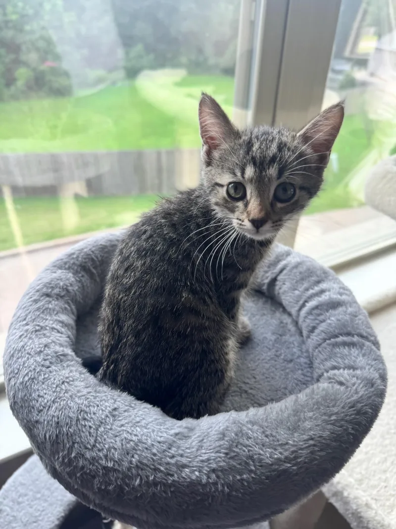 A baby medium-sized female Tabby (Gray / Blue / Silver) Domestic Short Hair cat named Blue Cheese for adoption in Rossville, TN