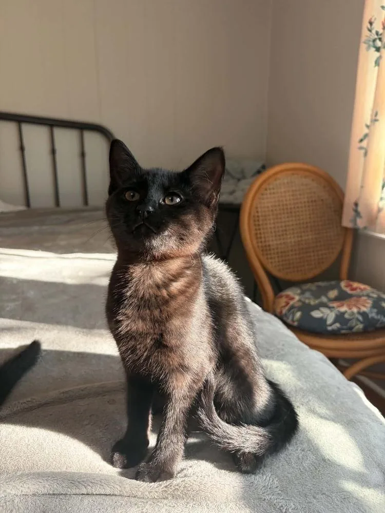 A baby small-sized male Black Domestic Short Hair cat named Moonknight for adoption in Salisbury, NC
