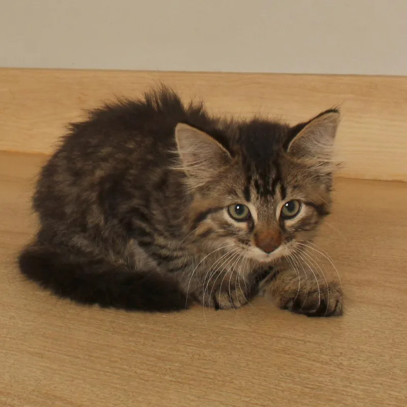 A baby small-sized female Domestic Medium Hair cat named Spike C for adoption in Minnetonka, MN