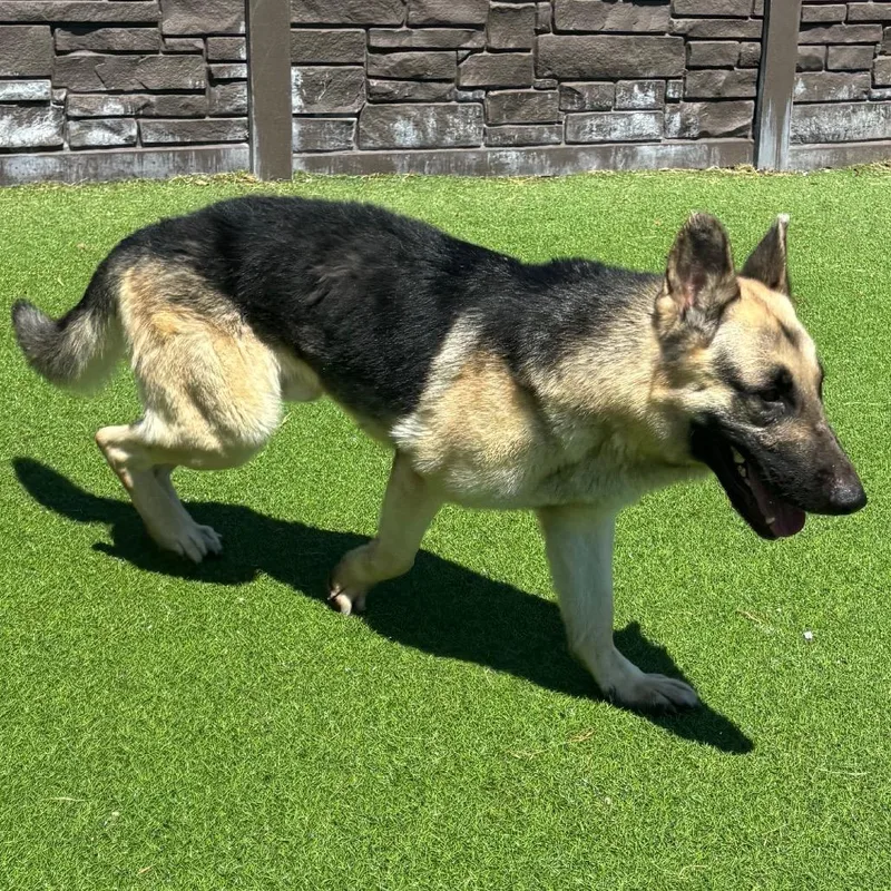 An adult large-sized male Yellow / Tan / Blond / Fawn German Shepherd Dog dog named Tony for adoption in LOXAHATCHEE, FL