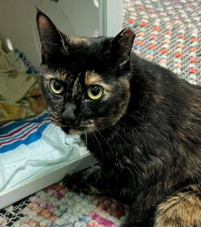 An adult medium-sized female Domestic Short Hair cat named Igloo for adoption in Iowa City, IA