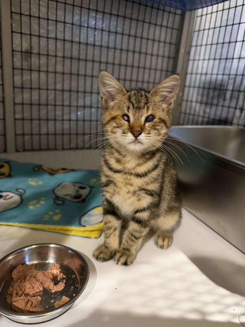 A baby medium-sized female Domestic Short Hair cat named Renee .. for adoption in Apopka, FL