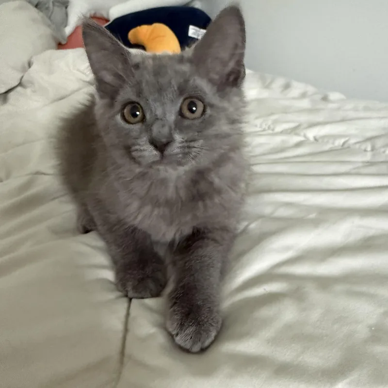 A young medium-sized female Domestic Short Hair cat named Graycen for adoption in Mount Pleasant, SC