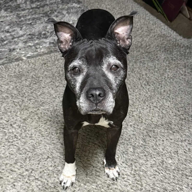 A senior medium-sized male Mixed Breed dog named Duke for adoption in Henderson, NV