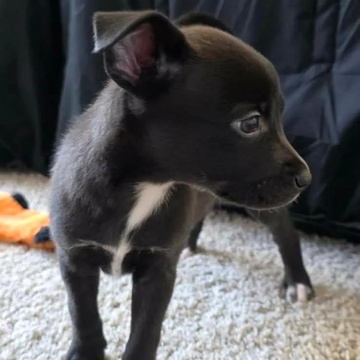 A baby small-sized male Black Pit Bull Terrier dog named Mr. Pibb for adoption in Las Vegas, NV