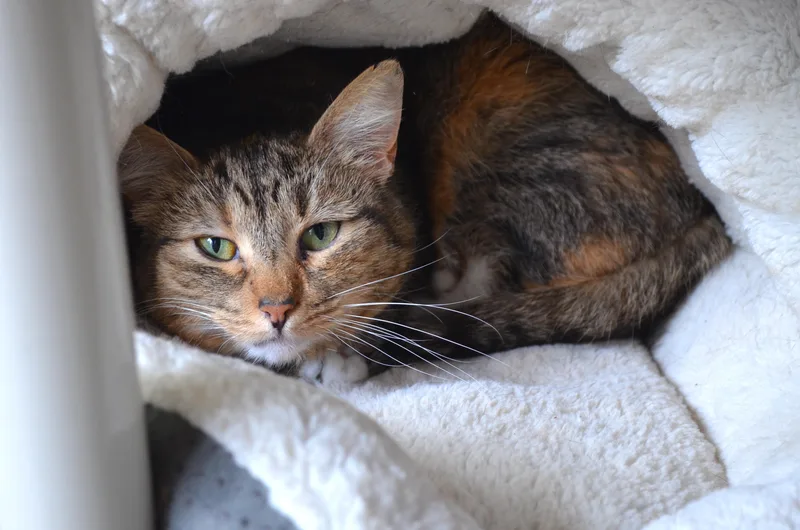 A senior medium-sized female Tabby (Tiger Striped) Domestic Short Hair cat named Hope for adoption in Westbrook, CT