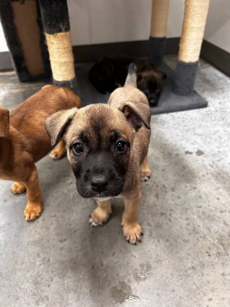 A baby small-sized female Shepherd dog named Jill for adoption in Gautier, MS