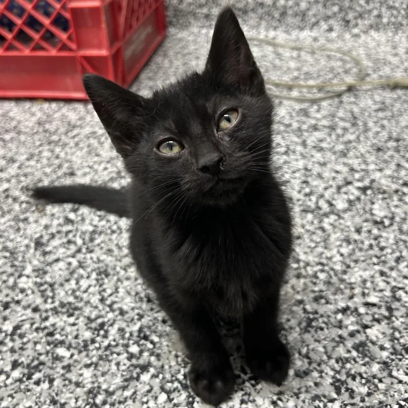 A baby small-sized male Black Domestic Short Hair cat named Pebble for adoption in St. Louis, MO