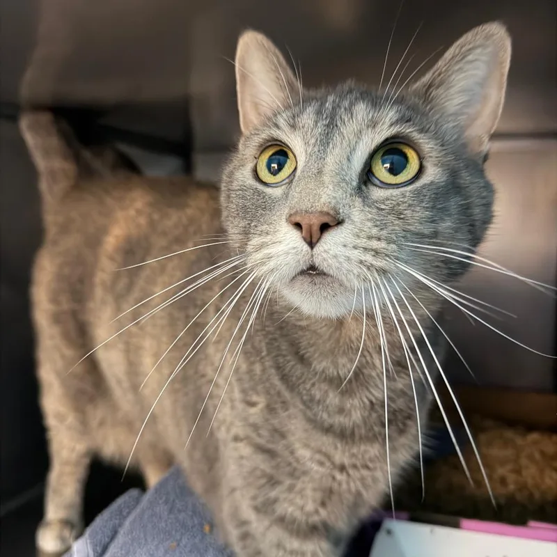 A senior medium-sized female Torbie Domestic Short Hair cat named Heidi for adoption in Troy, VA