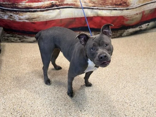 A young large-sized female American Bulldog dog named Loyda for adoption in Miami, FL