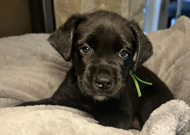 A young large-sized female Labrador Retriever dog named Tavi for adoption in Barnhart, MO