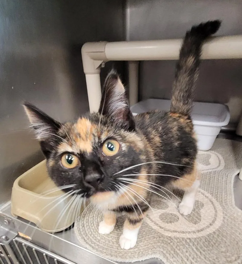 A baby small-sized female Domestic Short Hair cat named Fiona for adoption in Hopkinsville, KY