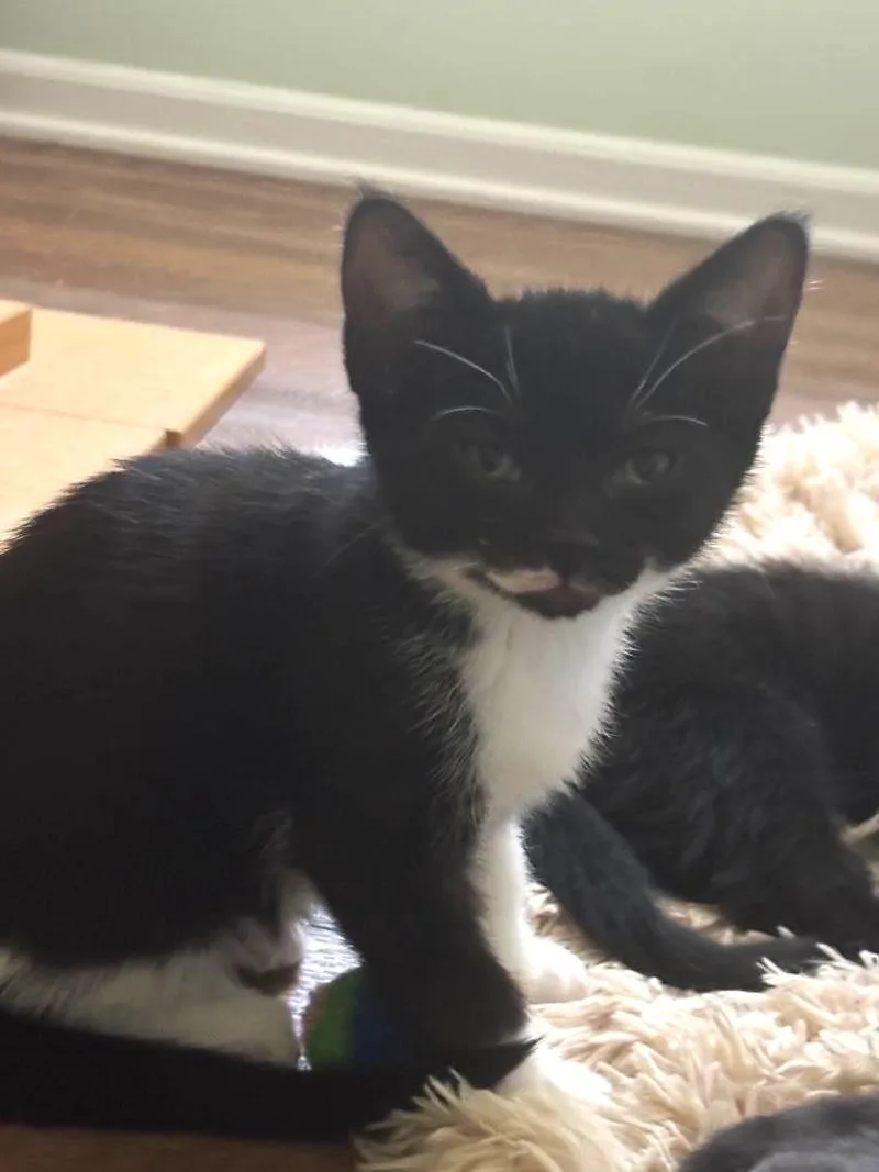 A baby medium-sized female Black & White / Tuxedo Tuxedo cat named Peeps for adoption in Lambertville, NJ