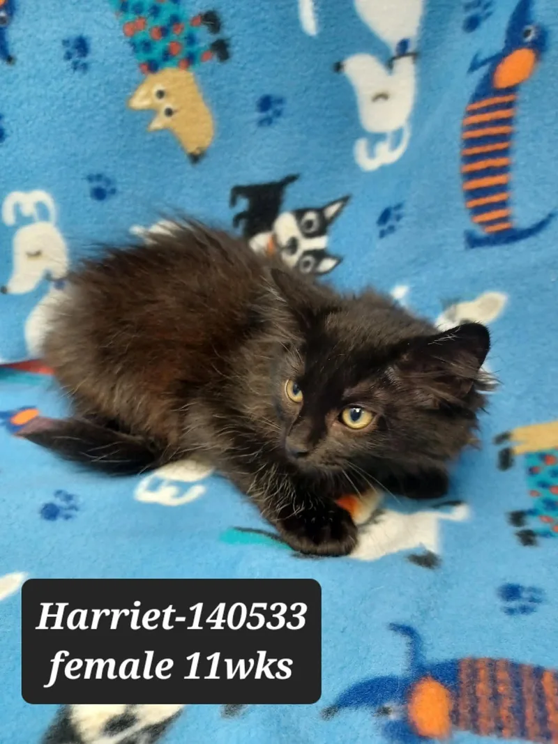 A baby medium-sized female Black Domestic Medium Hair cat named Harriet for adoption in New York, NY