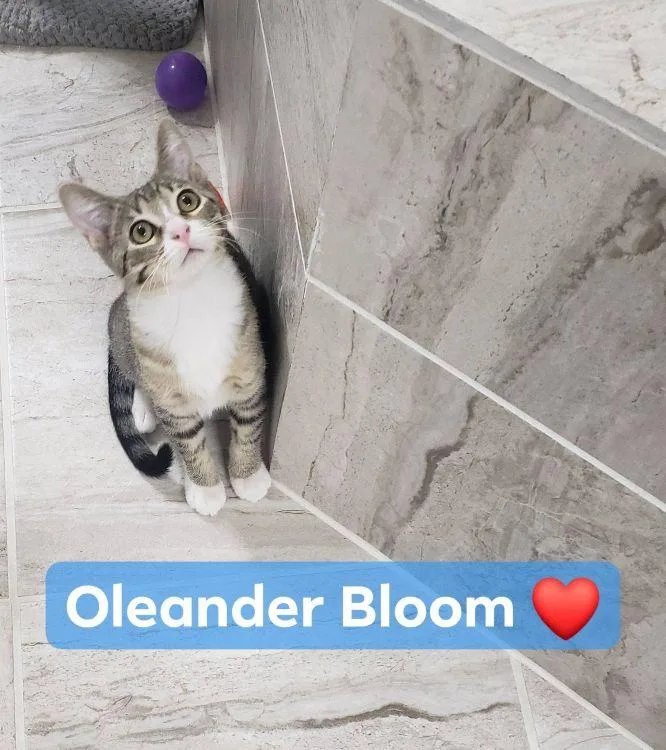 Oleander Bloom thumbnail 3
