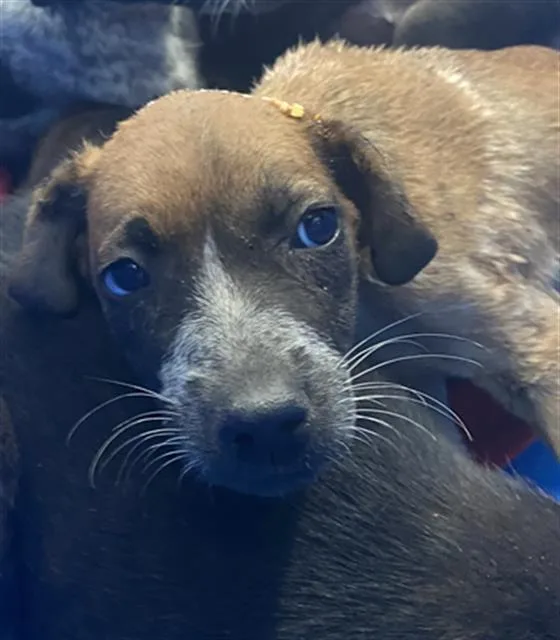 A baby large-sized female Mixed Breed dog named Brick for adoption in Dallas, TX