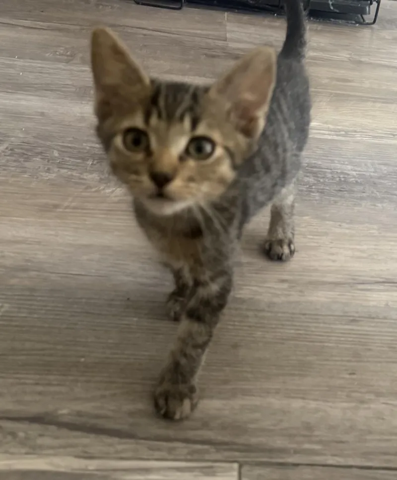 A baby small-sized female Tabby (Brown / Chocolate) Tabby cat named Clarissa Curtis for adoption in Chandler, AZ