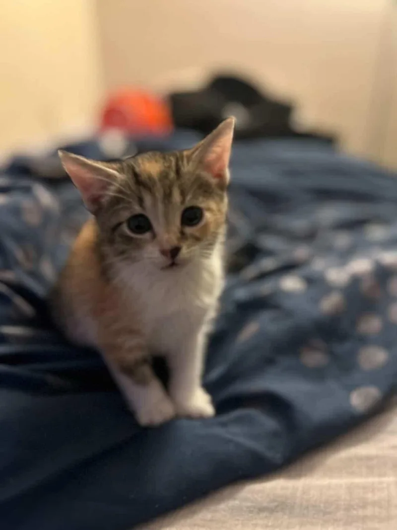 A baby small-sized female Calico Domestic Short Hair cat named Apple for adoption in Parma, OH