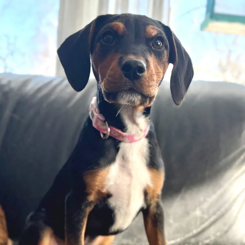 A baby medium-sized female Black Miniature Pinscher dog named Chelsea for adoption in New London, WI