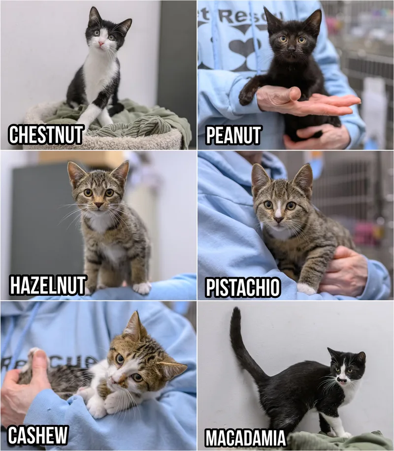 A baby medium-sized female Domestic Short Hair cat named Peanut for adoption in Hamilton, NJ