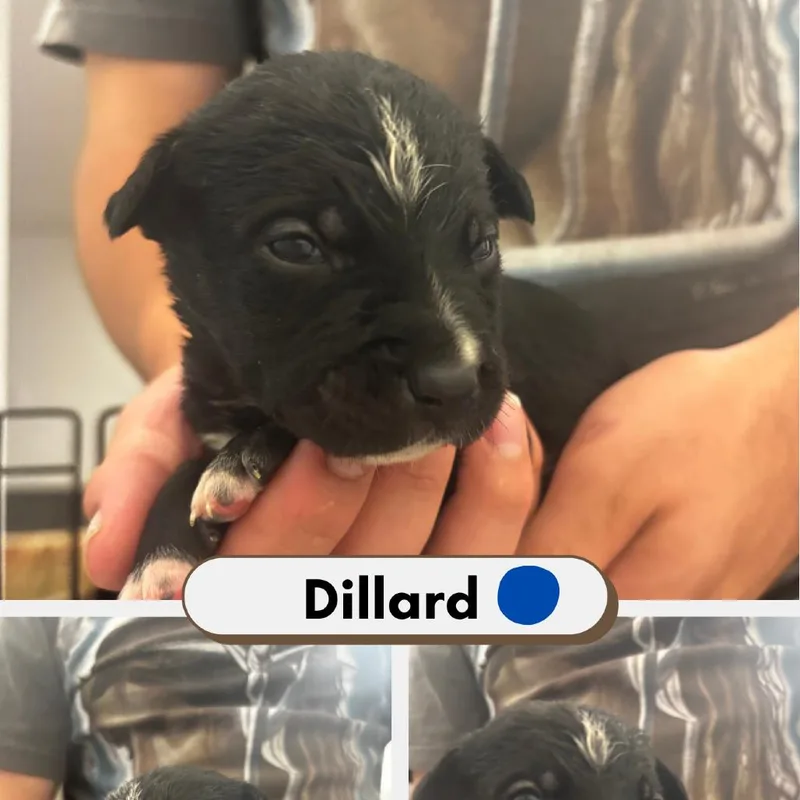 Dillard