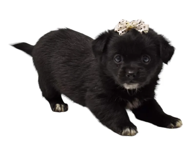 Billi Bobbie thumbnail 5