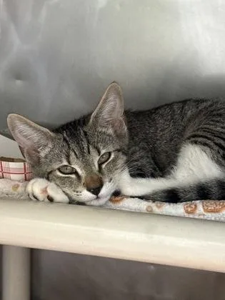 A young small-sized female Domestic Short Hair cat named Meowzer for adoption in Madison, NJ