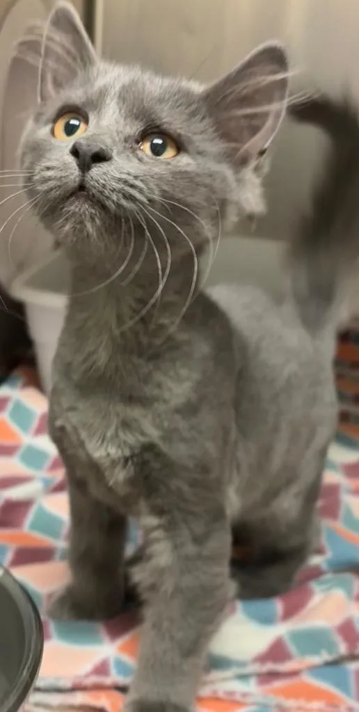 A baby small-sized female Domestic Long Hair cat named Hazel for adoption in Elizabethton, TN