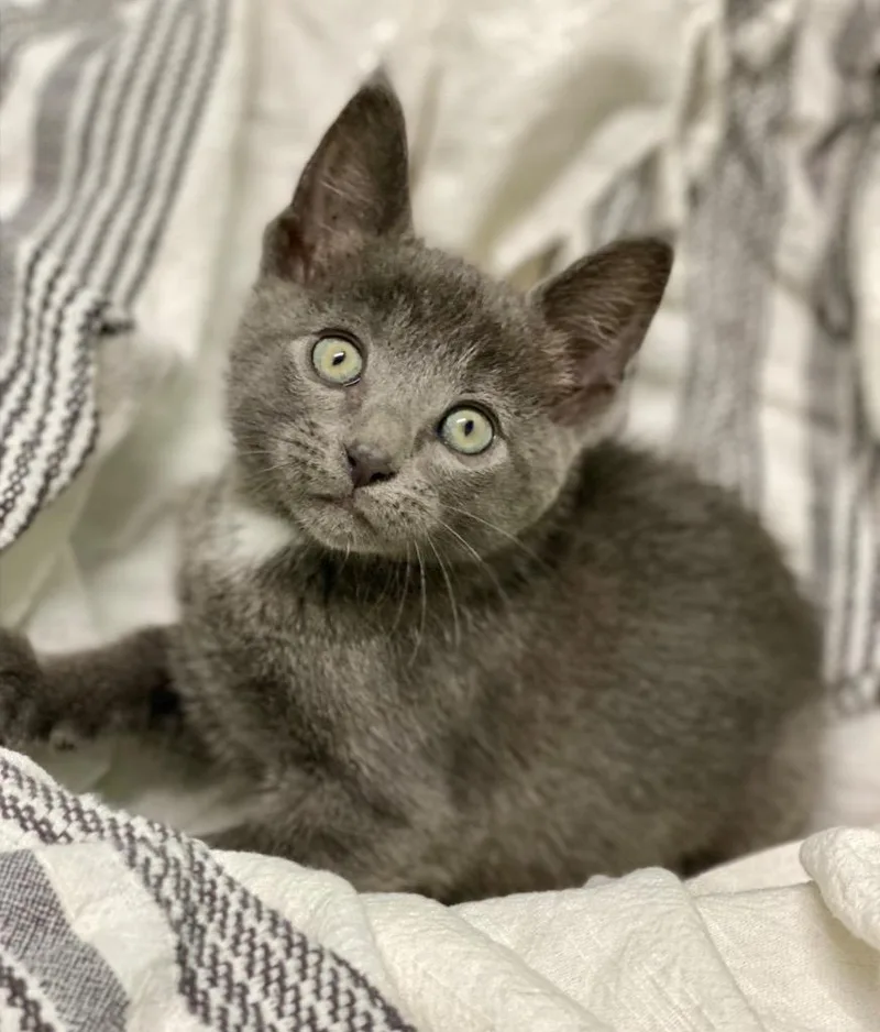A baby large-sized male Domestic Short Hair cat named Jazz for adoption in Decorah, IA