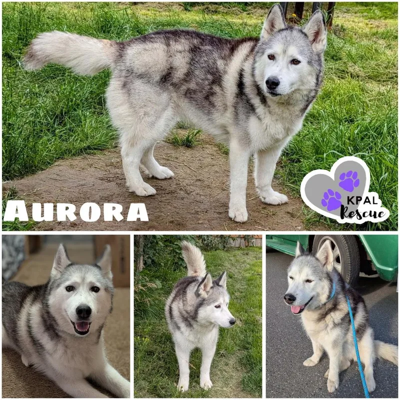 Aurora