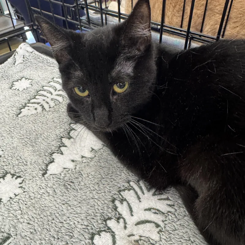 A young medium-sized female Black Domestic Short Hair cat named Wanda for adoption in Easley, SC