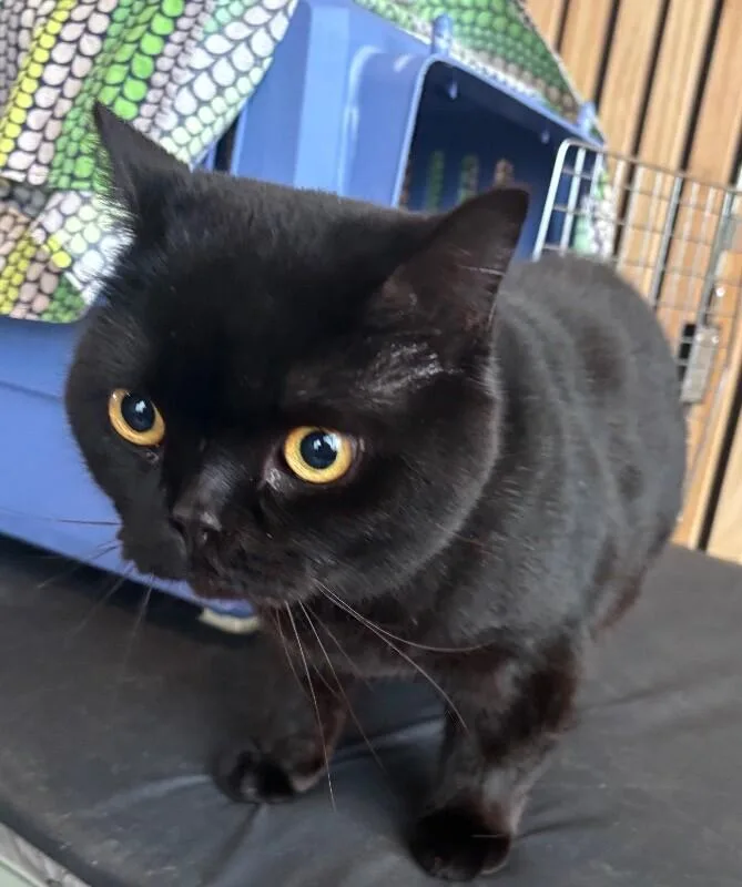 An adult medium-sized male Black Exotic Shorthair cat named Nyx for adoption in Grand Rapids, MI
