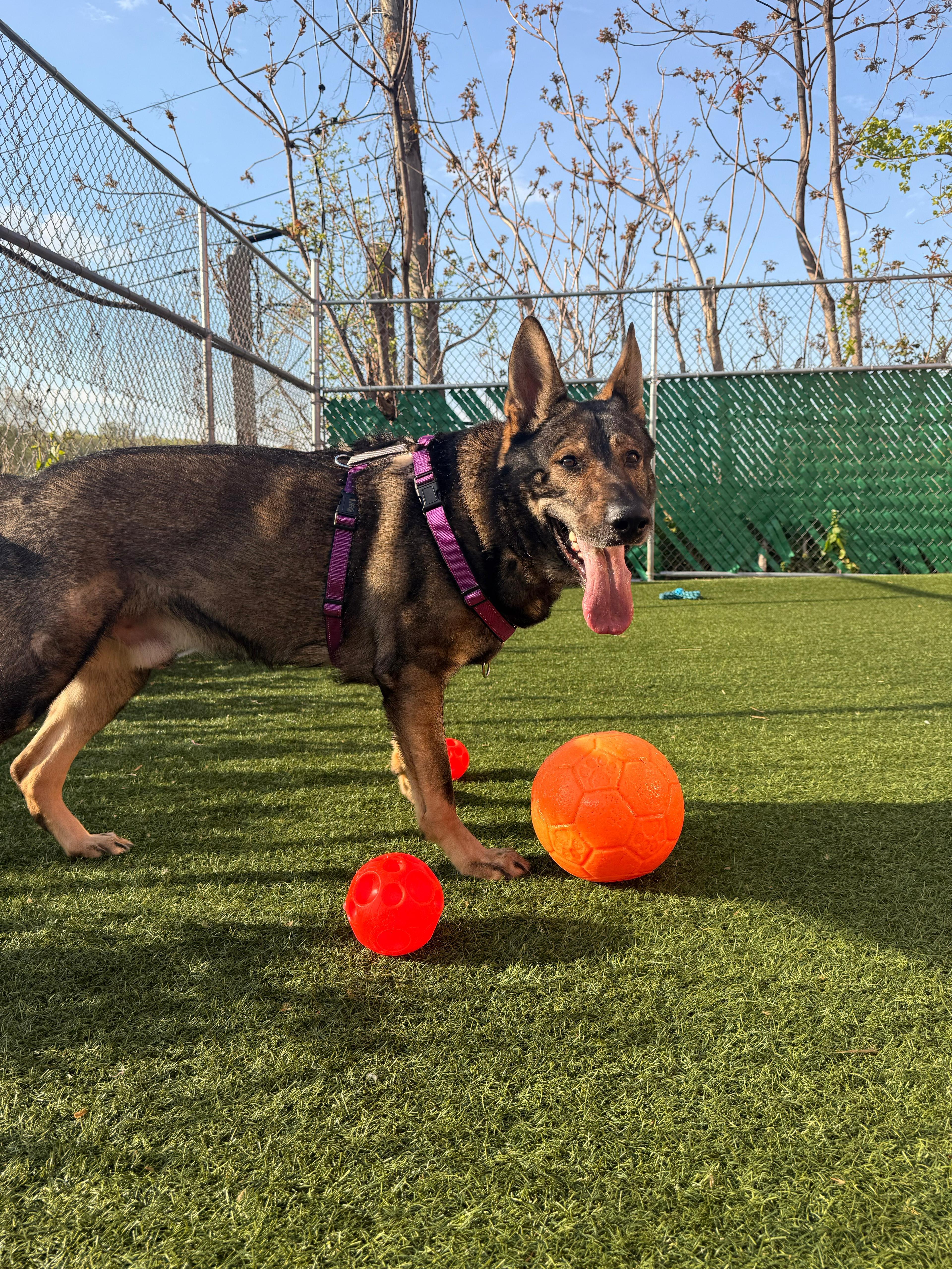 An adult large-sized male Sable German Shepherd Dog dog named Chopper for adoption in Norwalk, CT