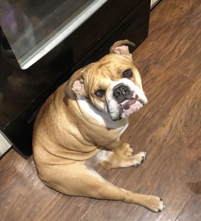 An adult medium-sized female Apricot / Beige English Bulldog dog named Honey for adoption in Memphis, TN