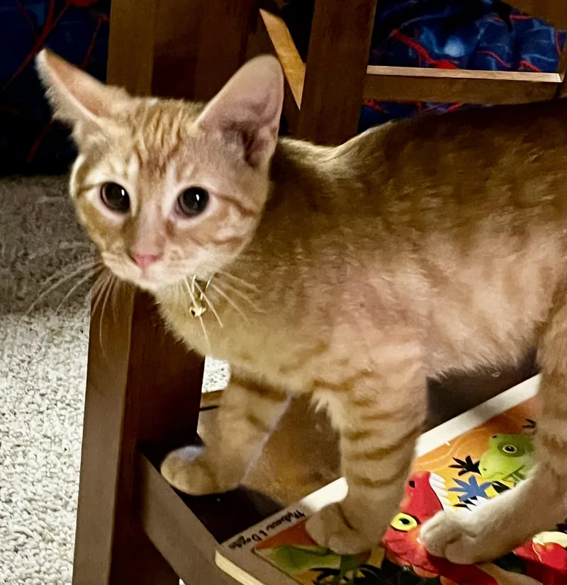 A baby small-sized male Orange / Red Domestic Short Hair cat named Archie for adoption in Faribault, MN