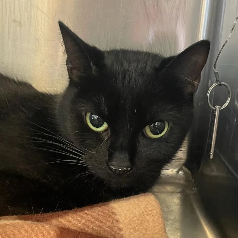 A young small-sized female Domestic Short Hair cat named Moon for adoption in Elizabethton, TN