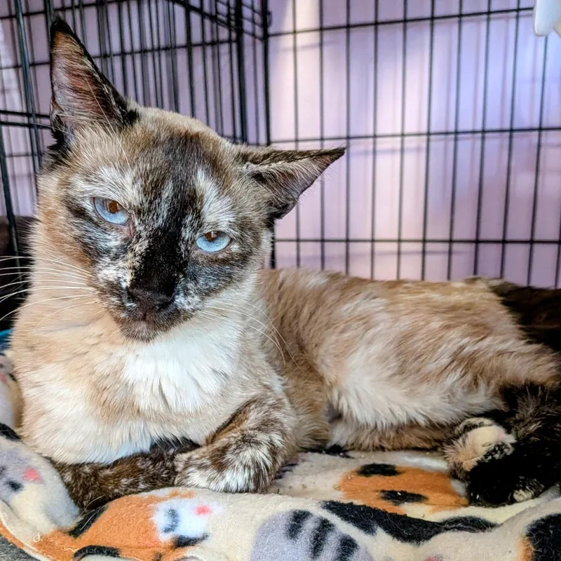 An adult medium-sized female Tortoiseshell Siamese cat named Olivette for adoption in Springfield, IL