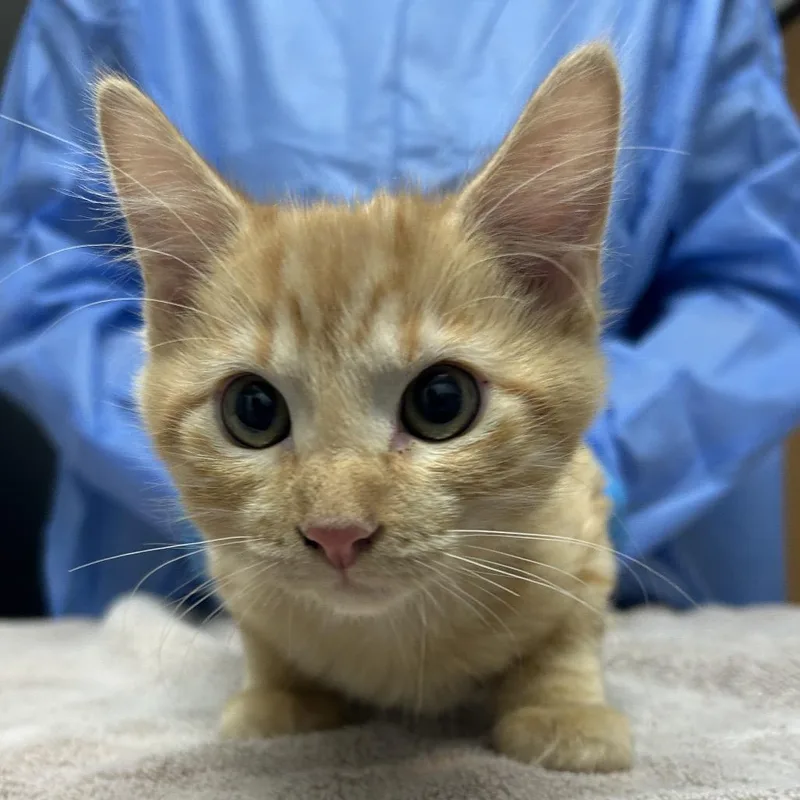 A baby small-sized male Orange / Red American Shorthair cat named Xander for adoption in Pensacola, FL