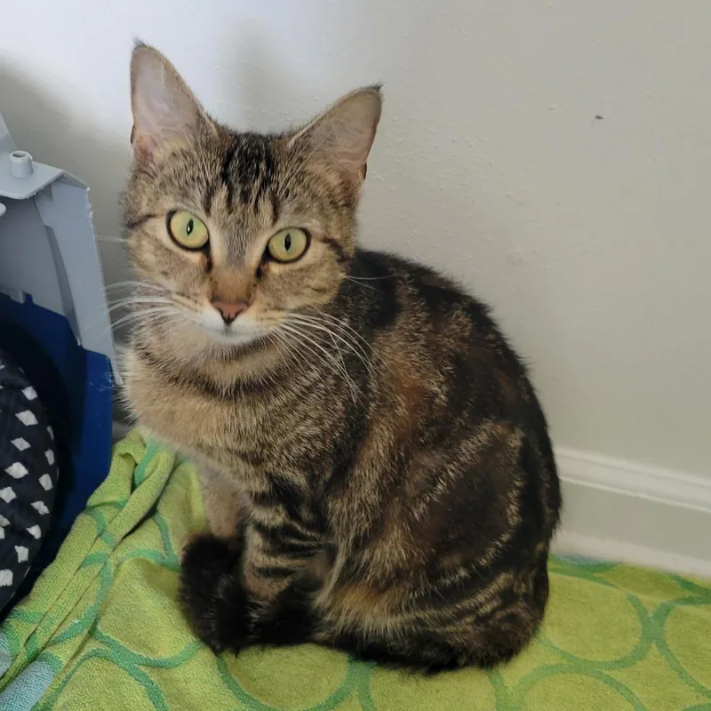 An adult medium-sized female Brown / Chocolate Domestic Short Hair cat named Relm for adoption in Redmond, WA