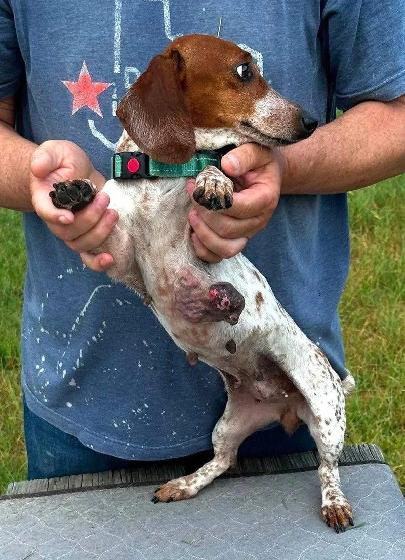 An adult small-sized male Dachshund dog named Vera's Sky TX for adoption in Boonton, NJ